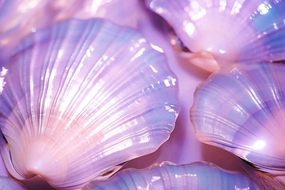 Shell purple texture backgrounds clam invertebrate.