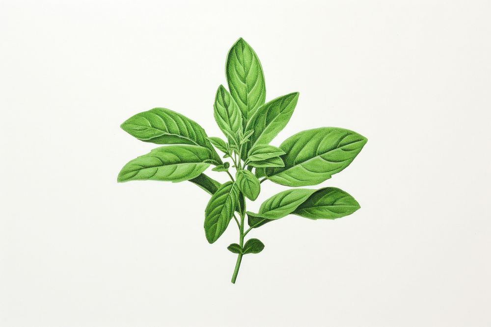 Basil plant herbs leaf.