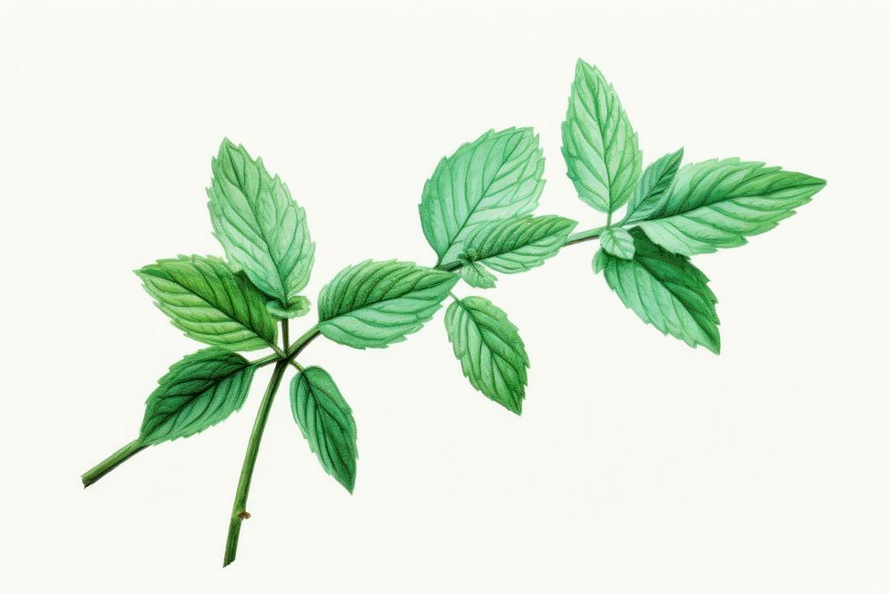 Mint plant herbs leaf.