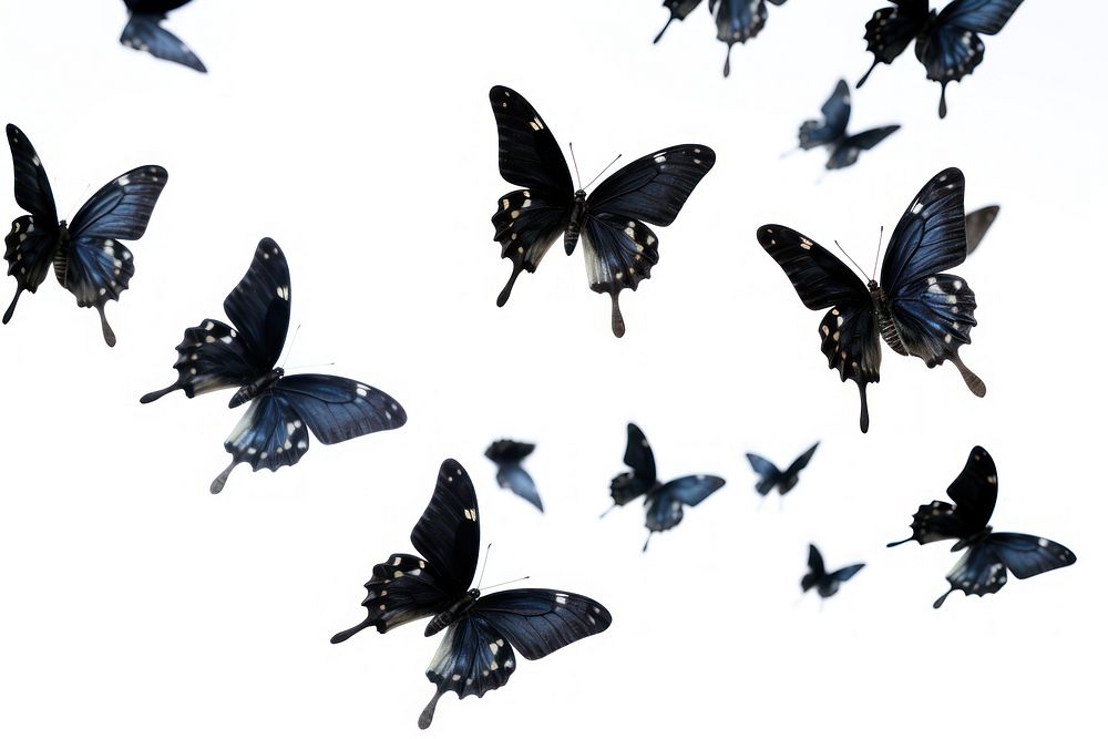 Black butterflies flying butterfly animal.