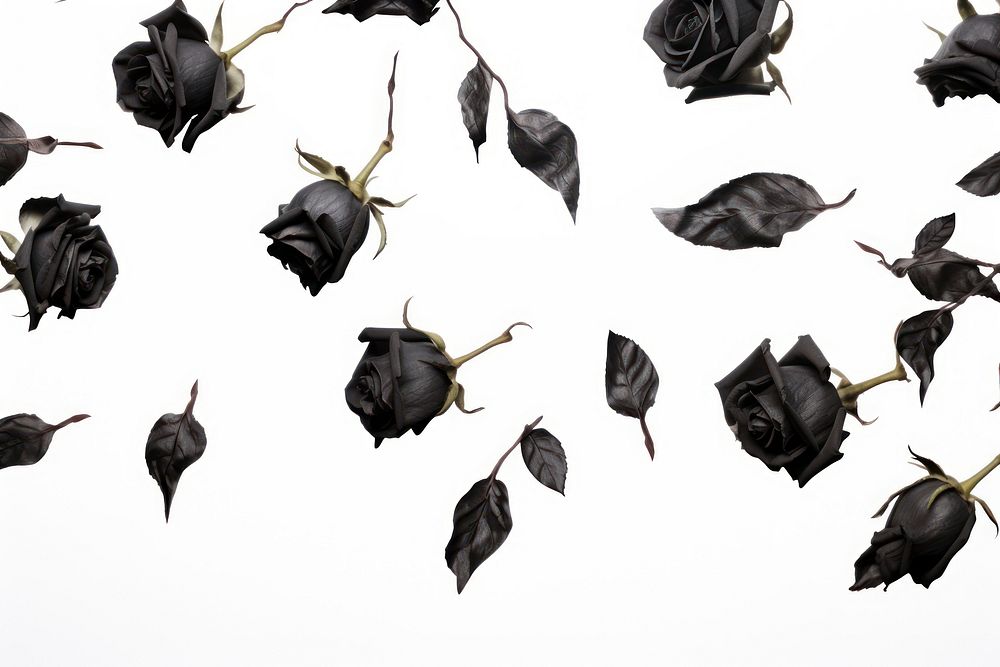 Black roses flower plant petal.