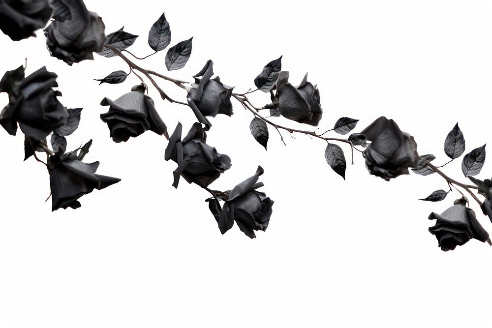 Black roses flower plant leaf.