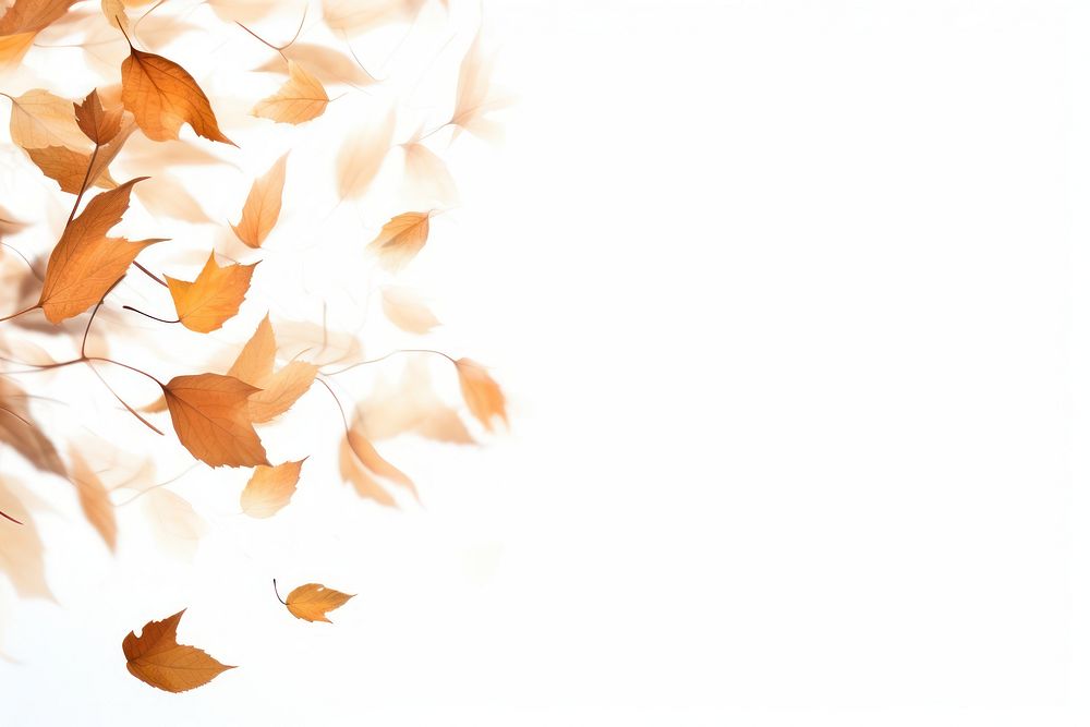 Dried leaves backgrounds plant white.