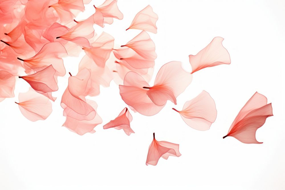Flower petals plant red white background.