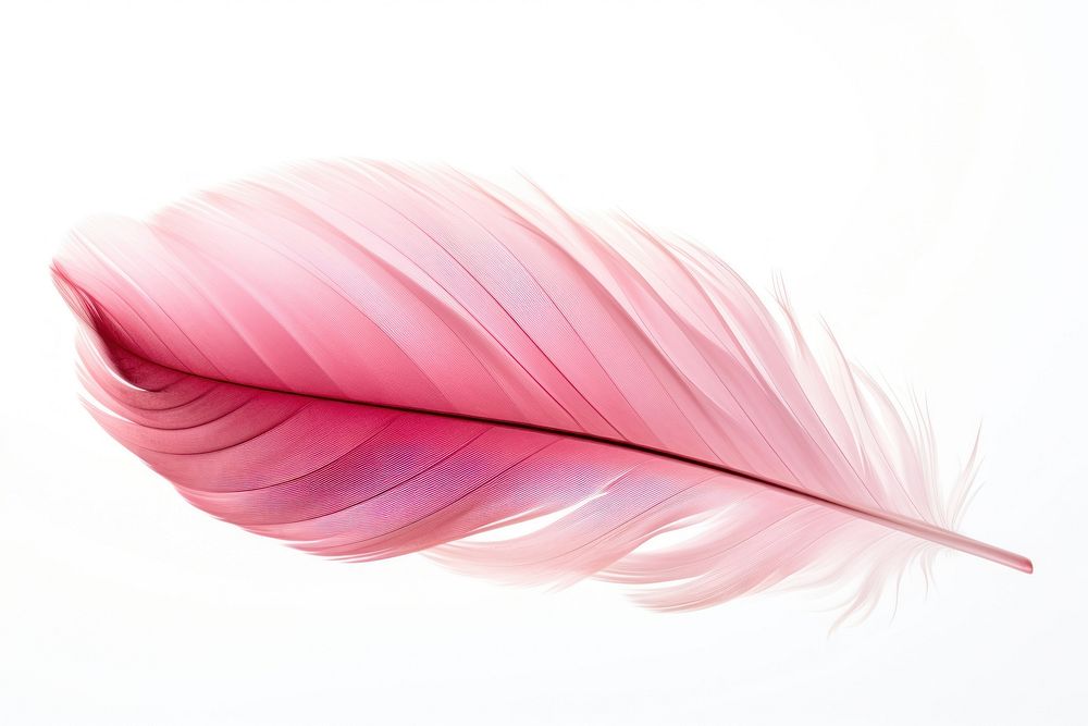 Pink feathers red white background lightweight.