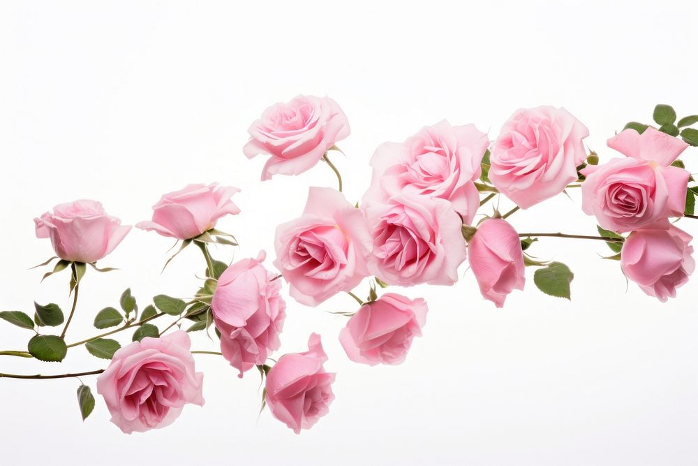 Pink roses blossom flower petal.