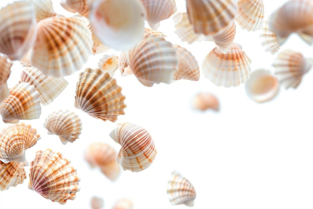 Shells backgrounds seashell conch.