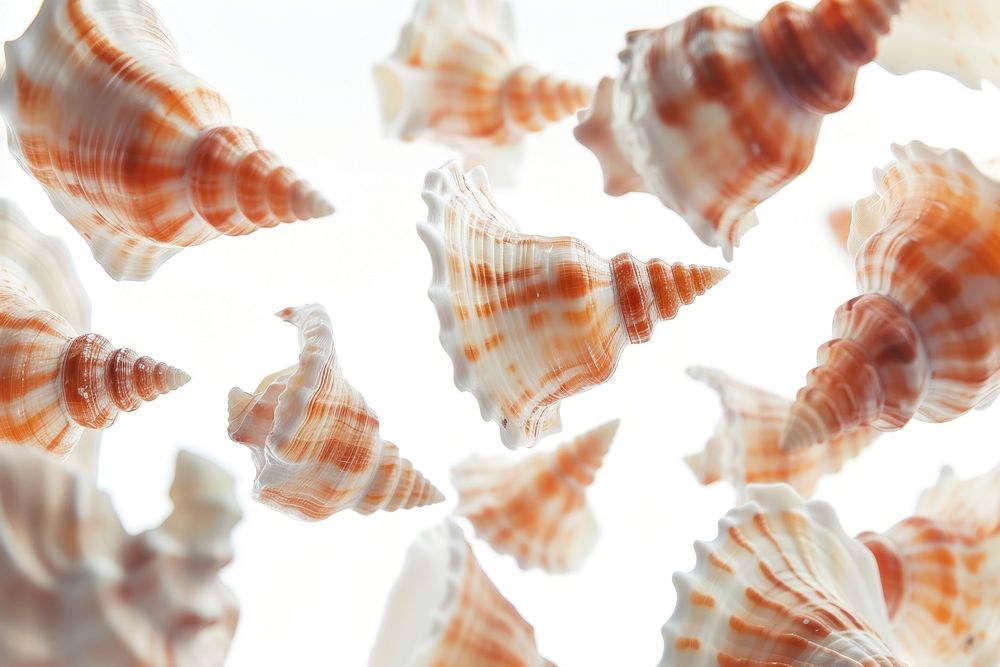 Shells backgrounds seashell animal.