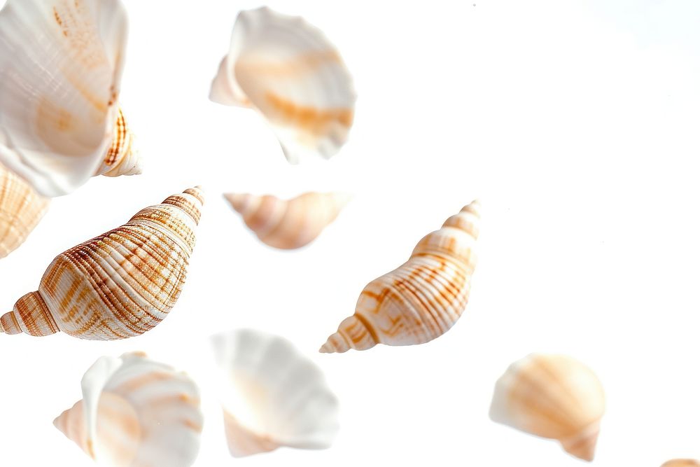 Shells seashell animal conch.