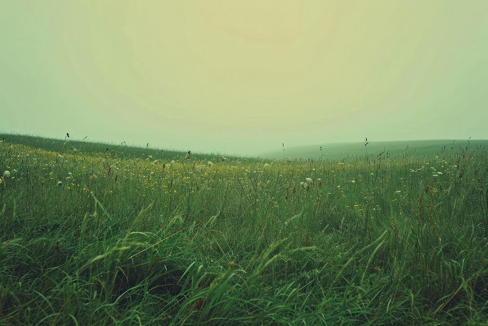 Empty scene of meadow grassland landscape outdoors.
