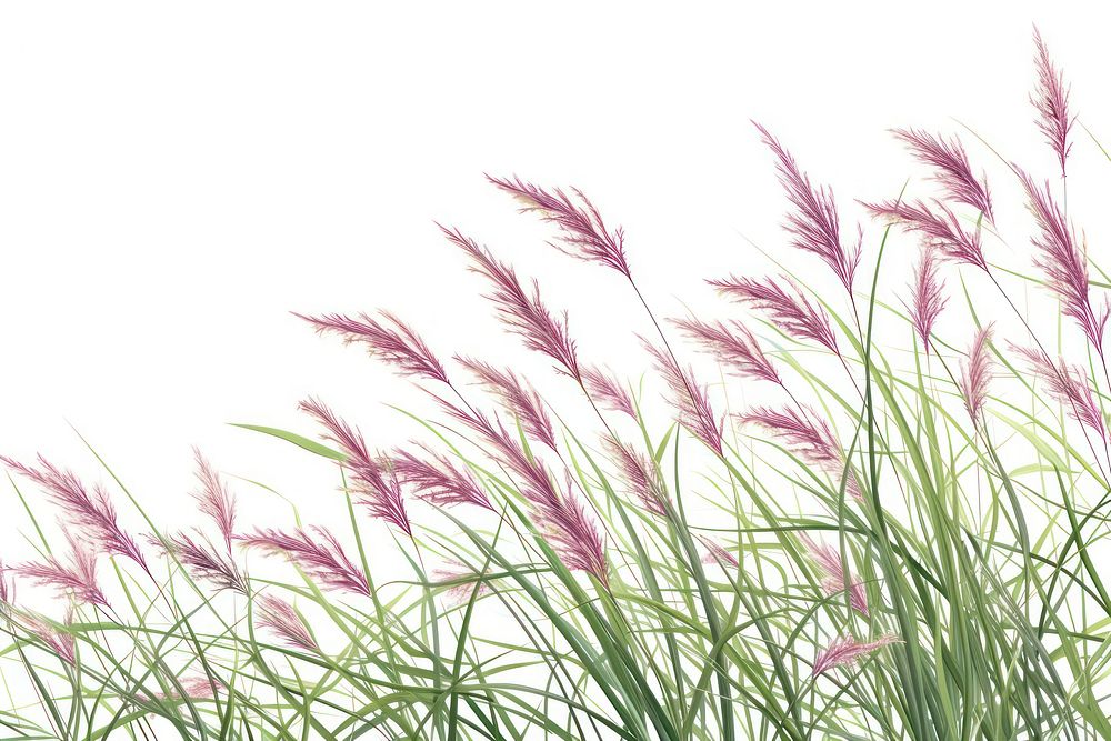 Bush of blooming ornamental grass plant white background tranquility.
