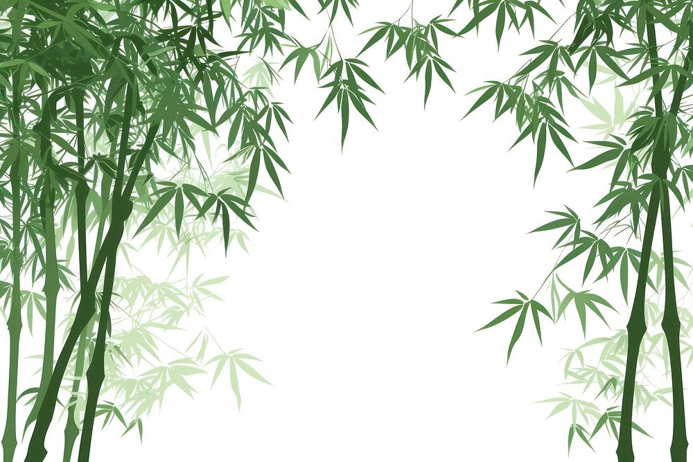 Bamboo forest backgrounds plant white background.