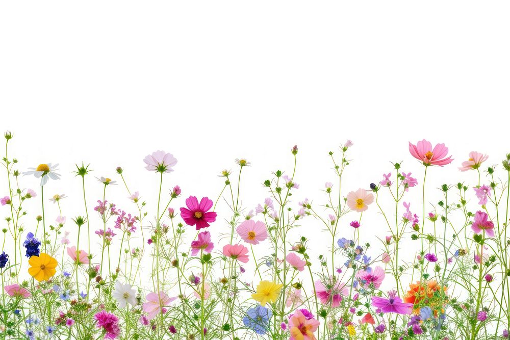 Colorful small flowers backgrounds grassland outdoors.