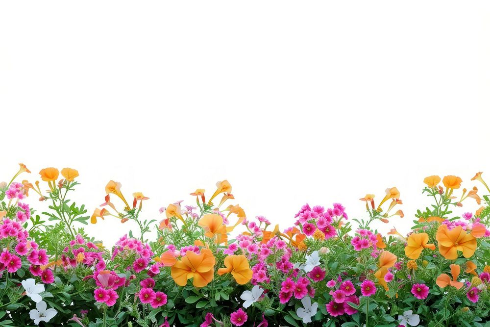 Flower bushes backgrounds outdoors nature.