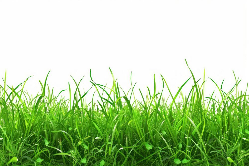 Green grass field backgrounds outdoors plant.
