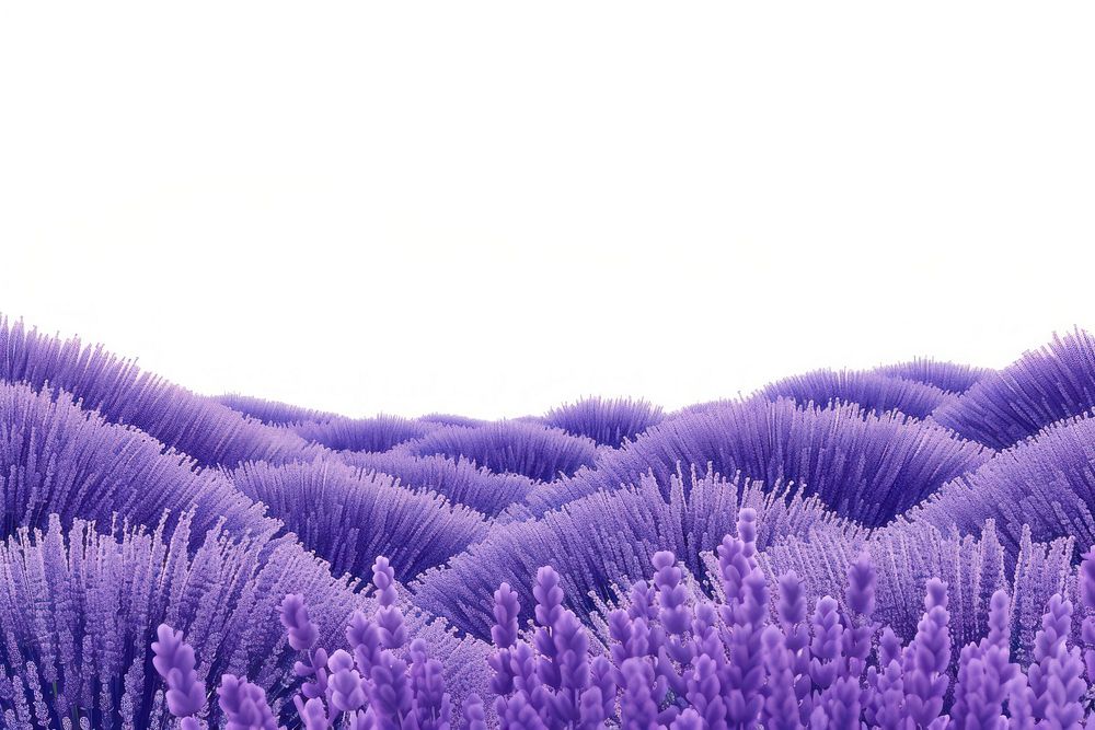 Lavender fields backgrounds outdoors nature.