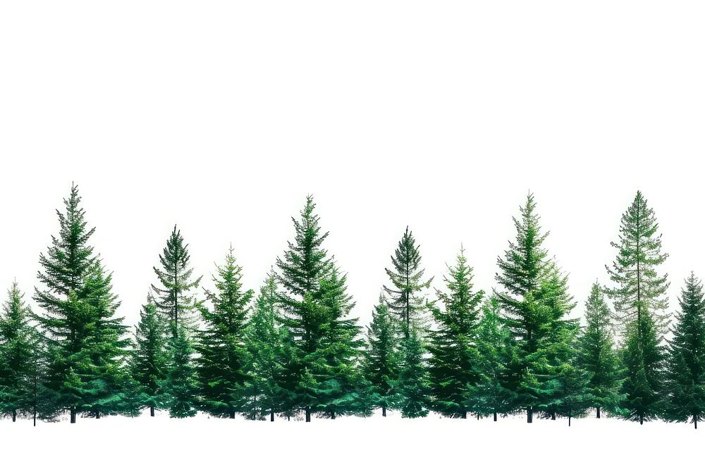 Pine trees backgrounds plant fir.