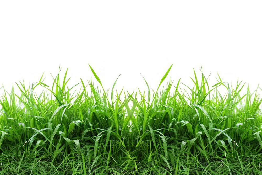 Real grass borders backgrounds outdoors plant.