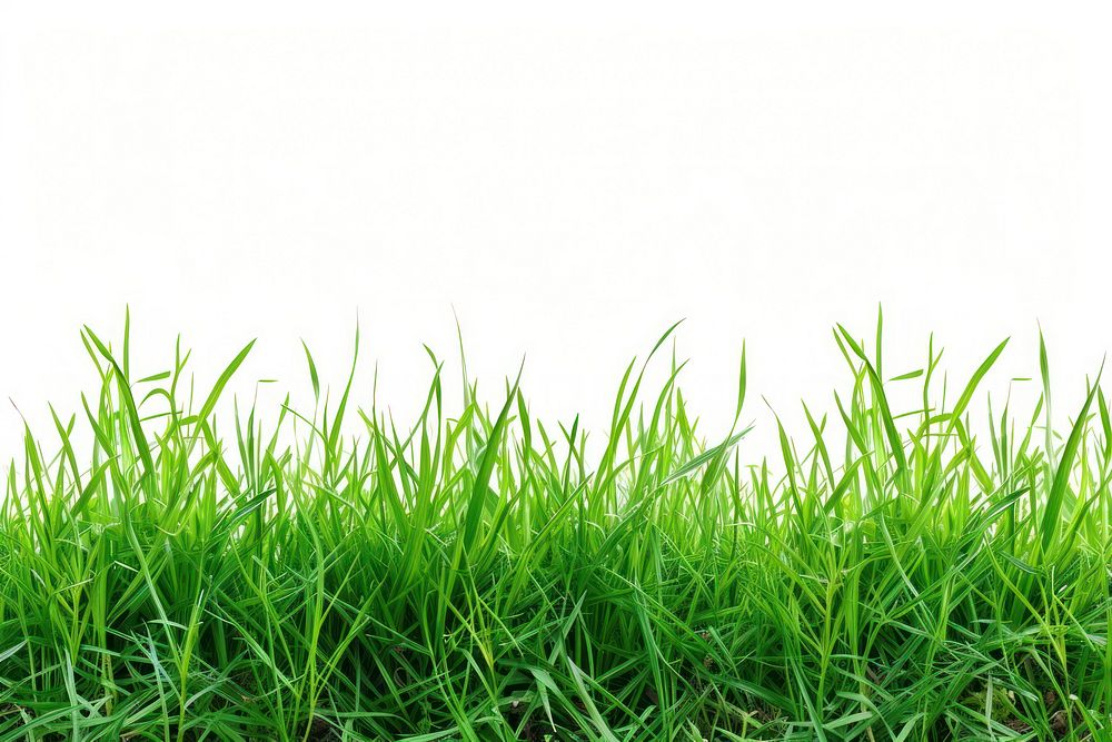 Real grass borders backgrounds plant green.