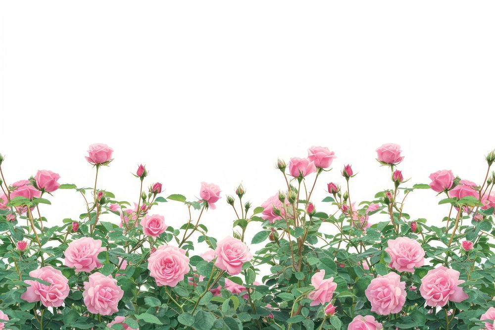 Rose bushes outdoors blossom flower.