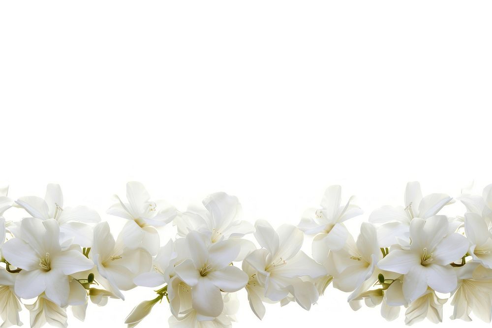 White flowers blossom petal plant.