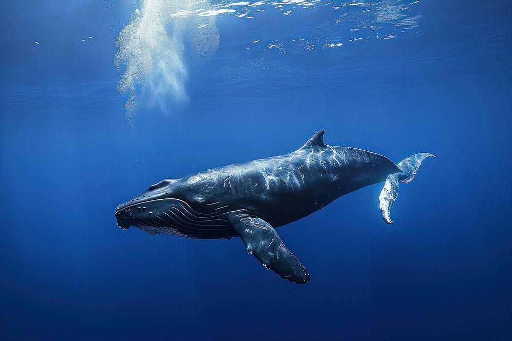 Side view underwater photo of full body of whale animal mammal marine.