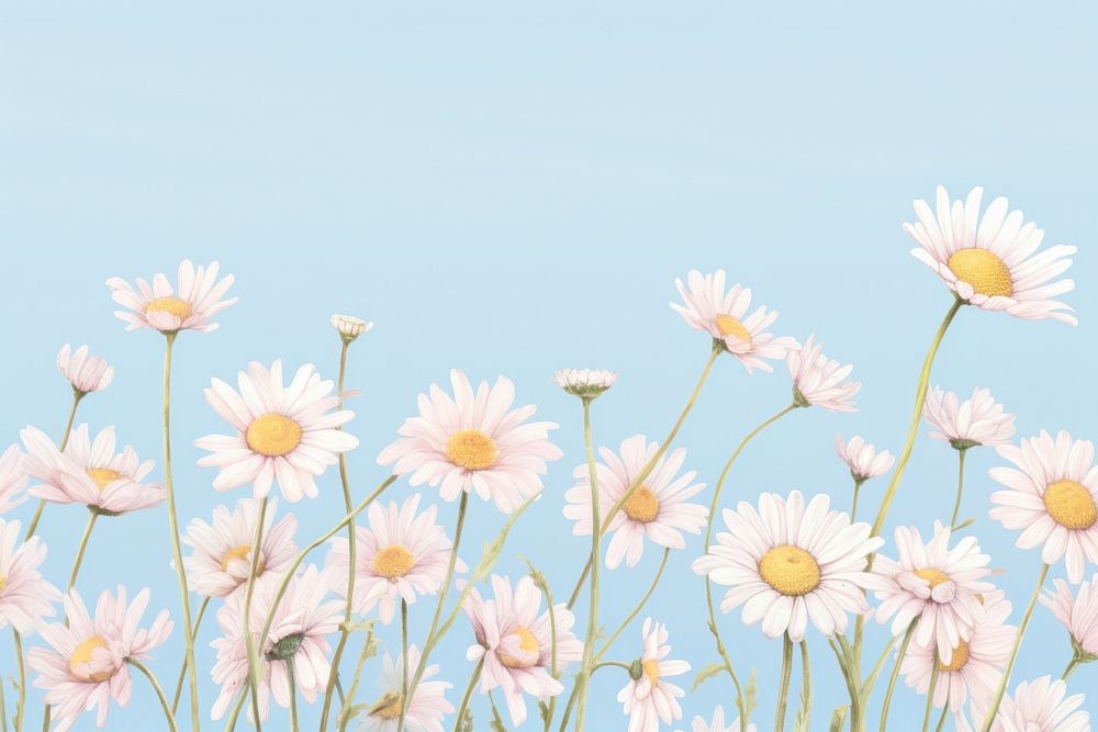  Daisies backgrounds outdoors blossom. AI generated Image by rawpixel.