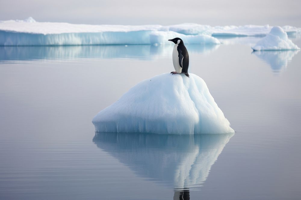 A penguin standing on melting ice berg outdoors nature animal. AI generated Image by rawpixel.