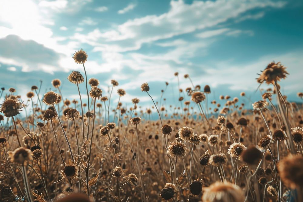 Dried flower fields landscape outdoors horizon. AI generated Image by rawpixel.