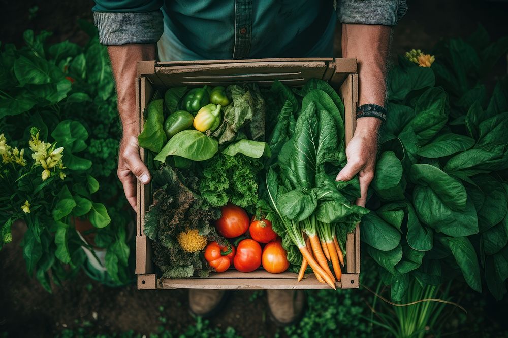 Man receiving CSA box vegetable garden plant.