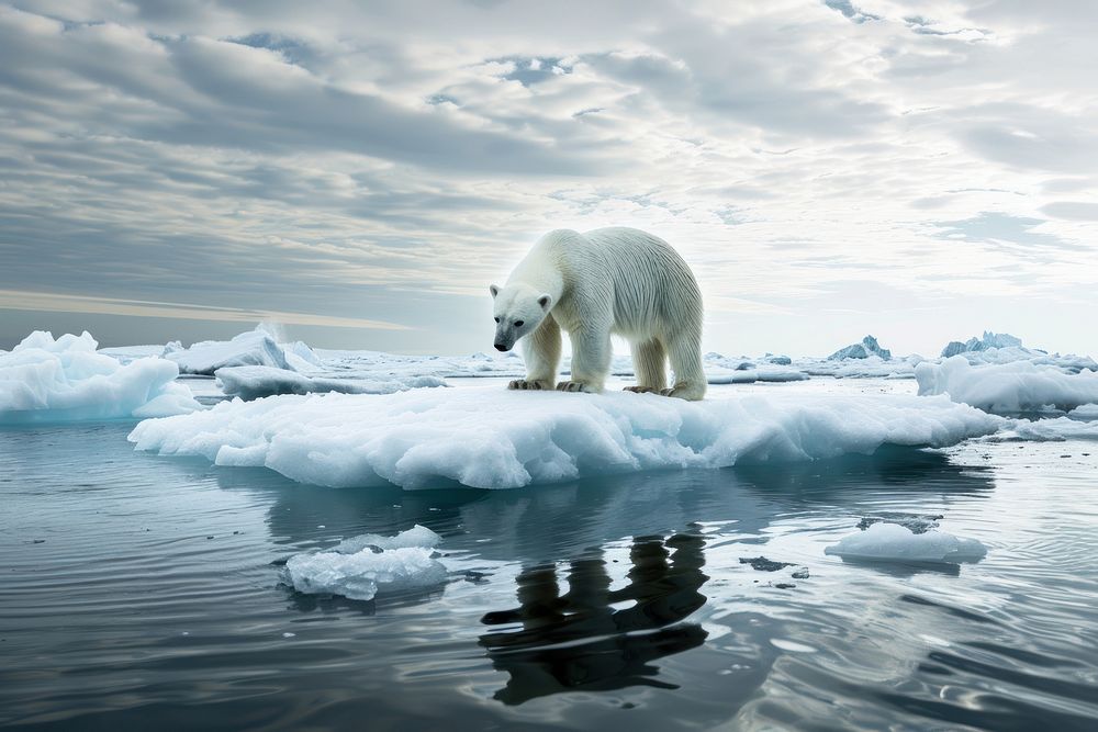 Polar bear standing onmelting ice berg wildlife outdoors nature. AI generated Image by rawpixel.