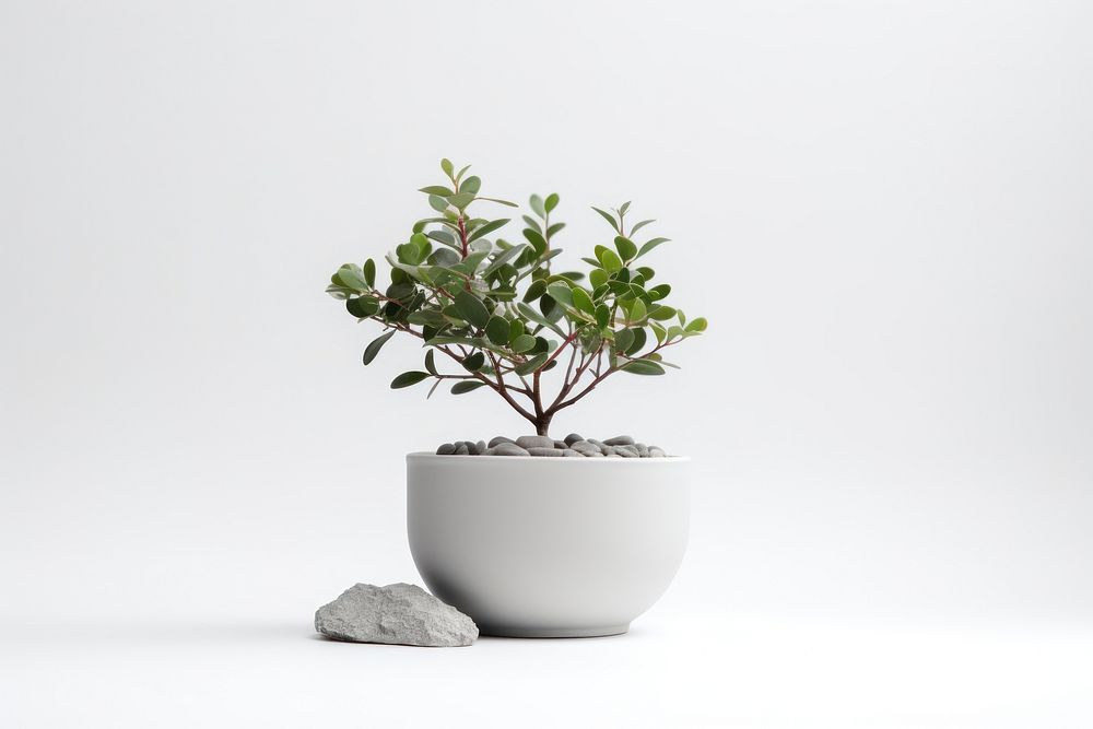 Plant pot  bonsai leaf vase.