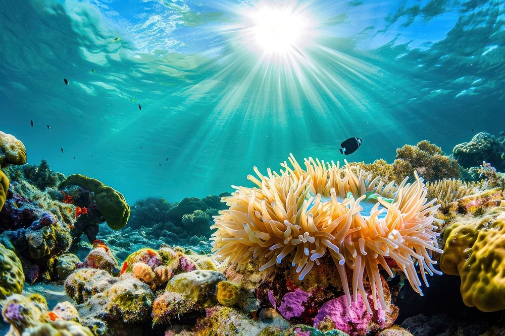Wide angle underwater photo of corals and sea anemones outdoors aquatic nature.