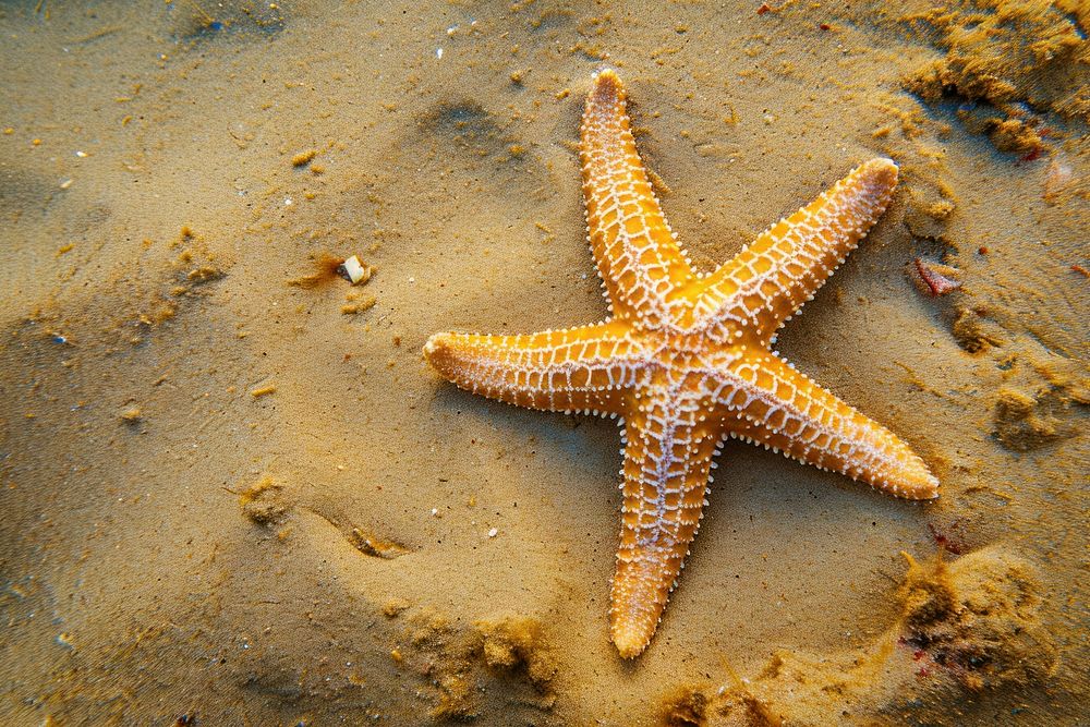 Top view underwater photo of starfish on a sand animal outdoors nature.