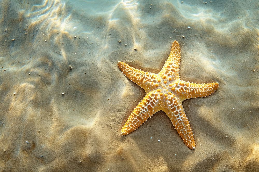 Top view underwater photo of starfish on a sand animal outdoors nature.