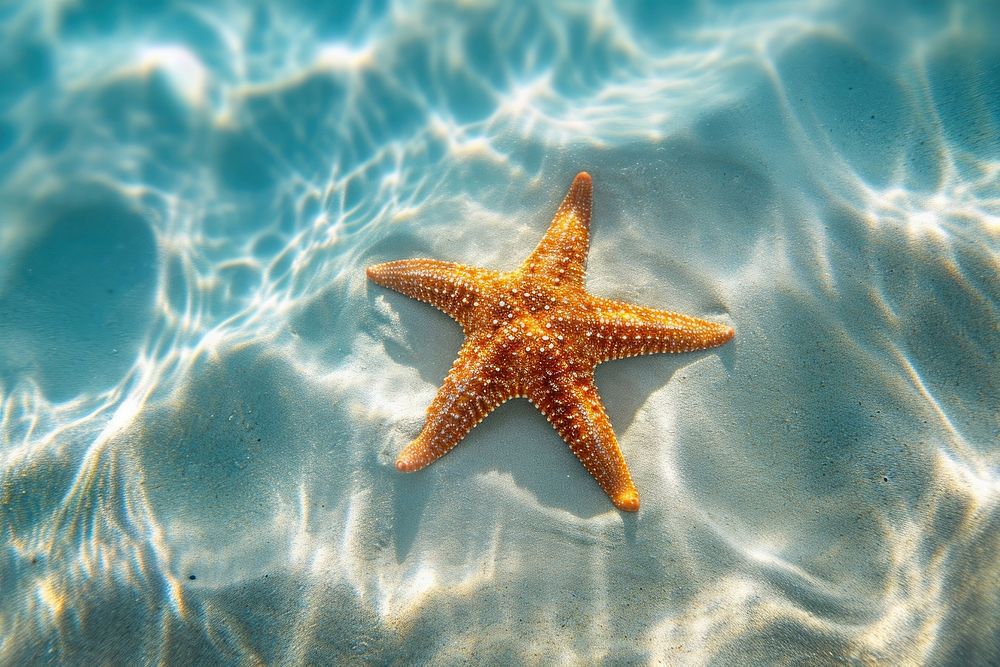 Top view underwater photo of starfish on a sand outdoors nature marine.