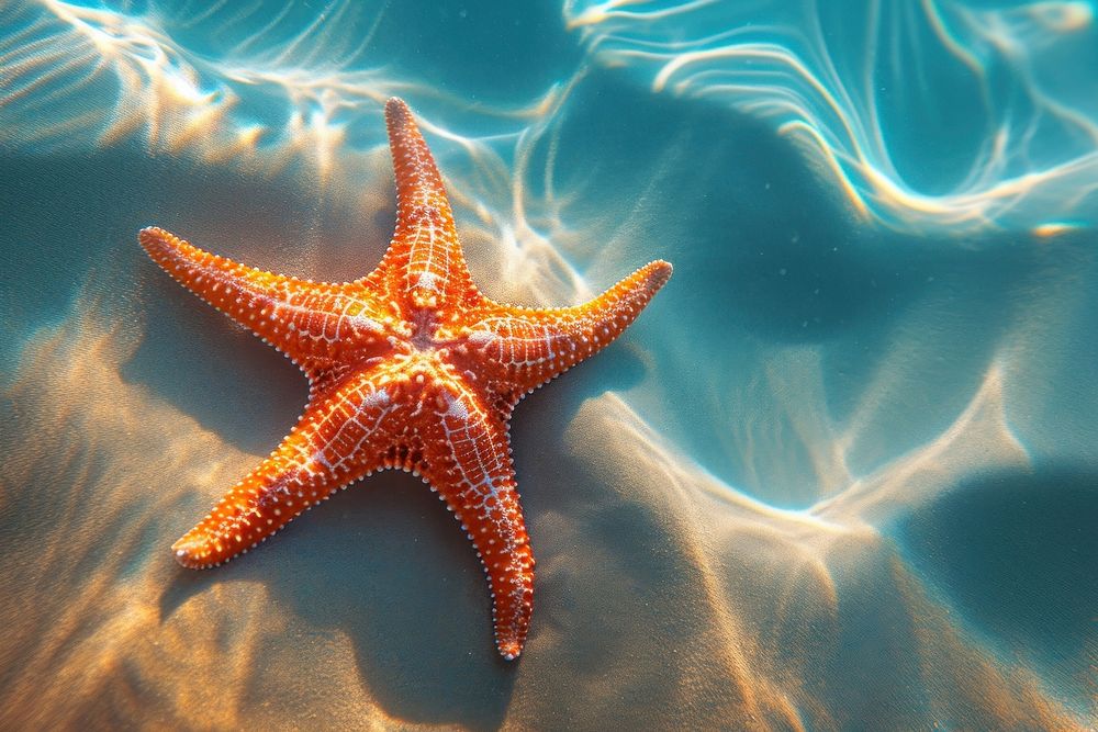 Top view underwater photo of starfish on a sand outdoors marine animal.