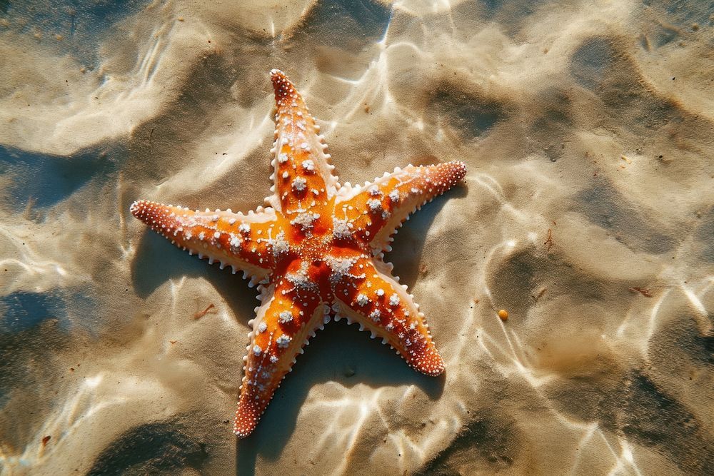 Top view underwater photo of starfish on a sand animal marine invertebrate.