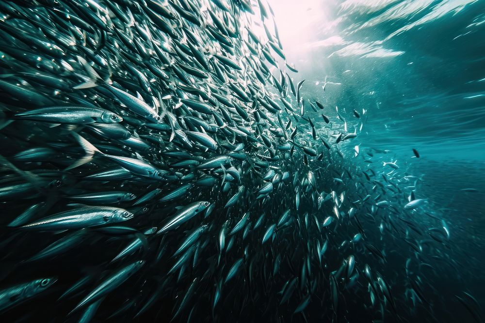 Underwater photo of huge group of sardines in the sea animal outdoors nature.