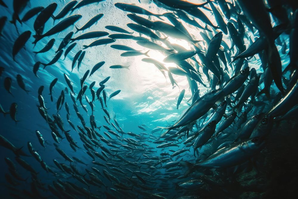 Underwater photo of shoal of sardines in circle shape animal outdoors aquatic.