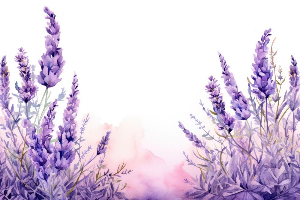 Lavender flower border purple plant tranquility.