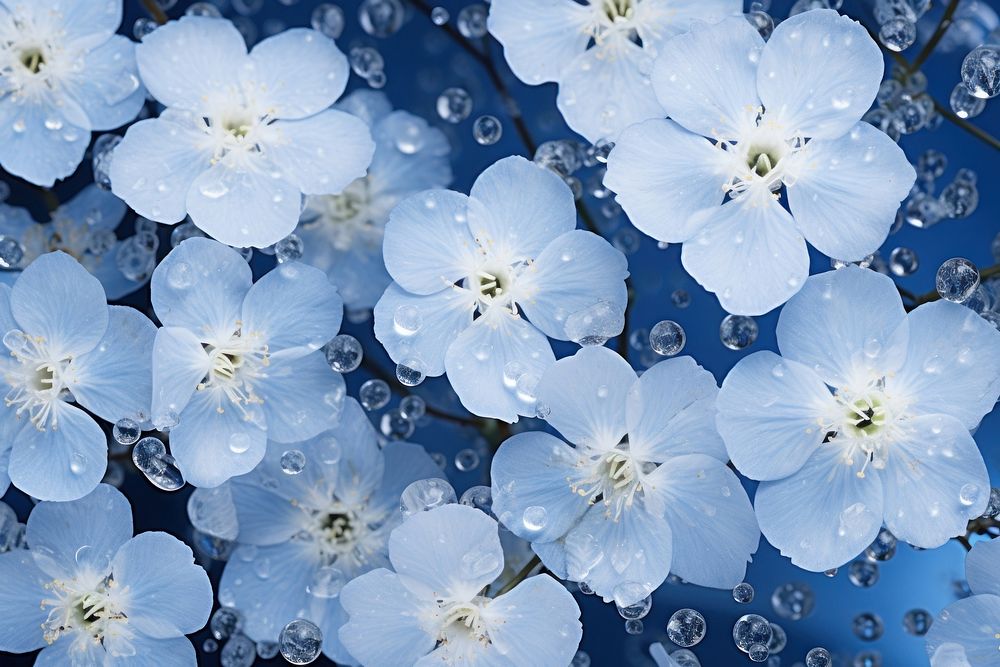 Gypsophila flowers backgrounds outdoors blossom.