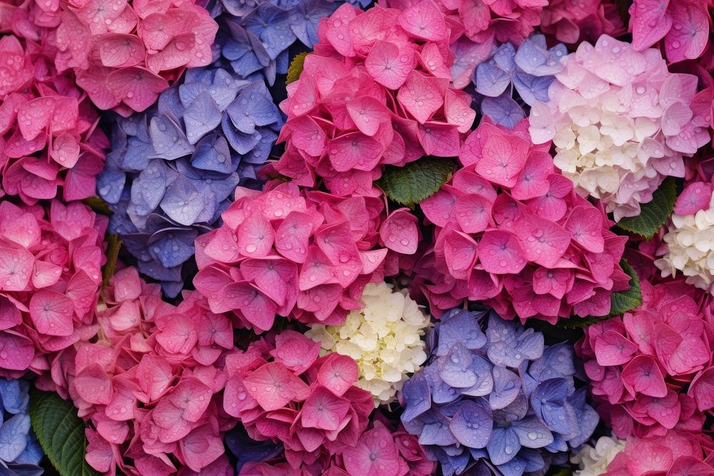 Hydrangea flowers backgrounds petal plant.