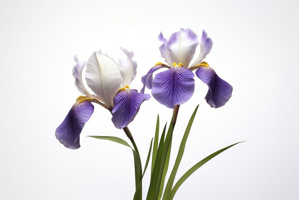 Iris flower blossom purple.