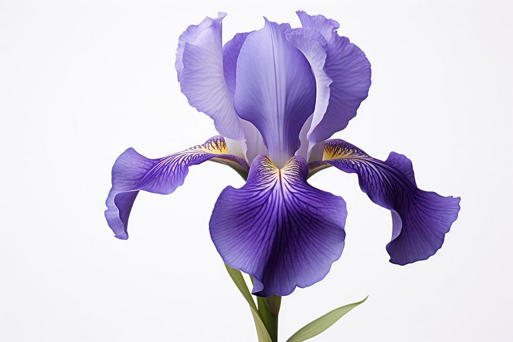Iris blossom flower petal.