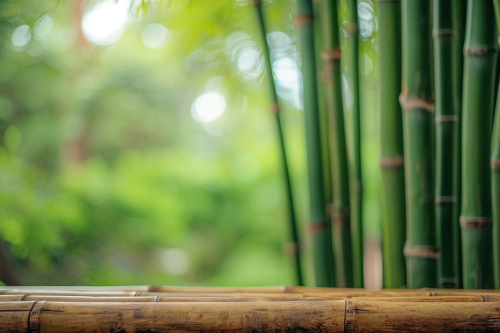Bamboo forest background backgrounds plant tranquility.
