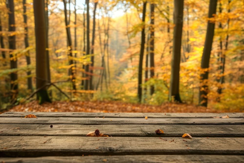 Autumn forest background tranquility landscape sunlight.