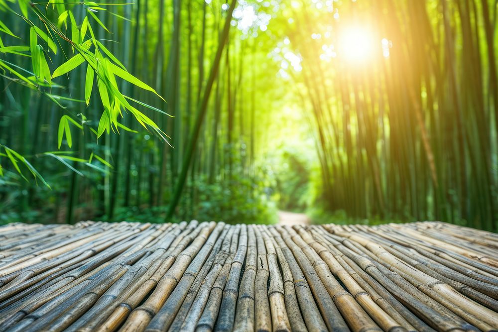 Bamboo forest background backgrounds outdoors nature.