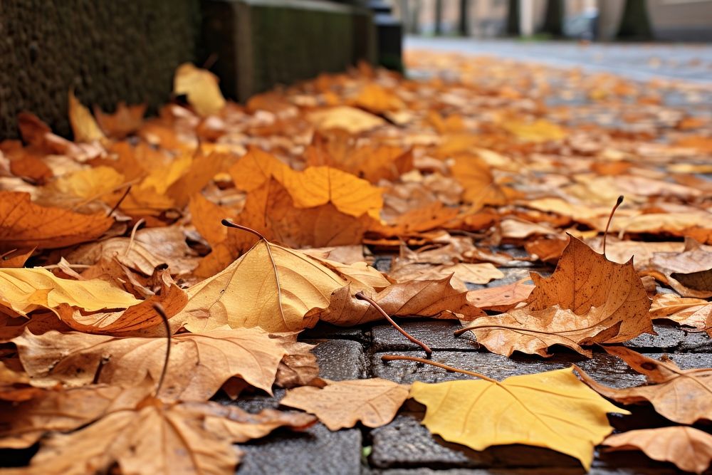 Dry autumn leaves fallen tree street plant.