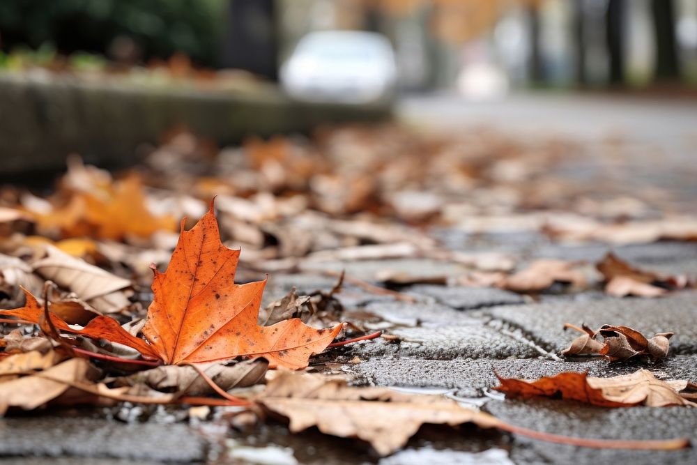 Dry autumn leave falling tree leaves street.